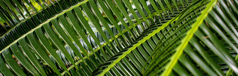 Palm Sunday â€“ April 10 shipping forwarding serviceï¿¼