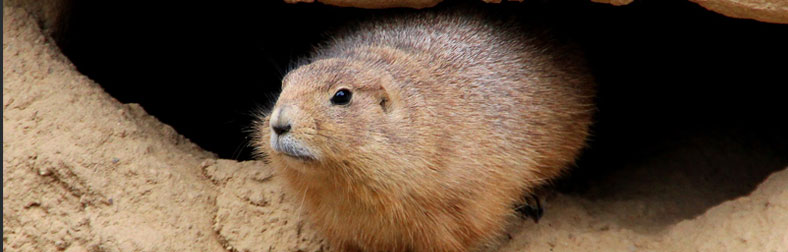 package forwarding service Groundhog Day 2022