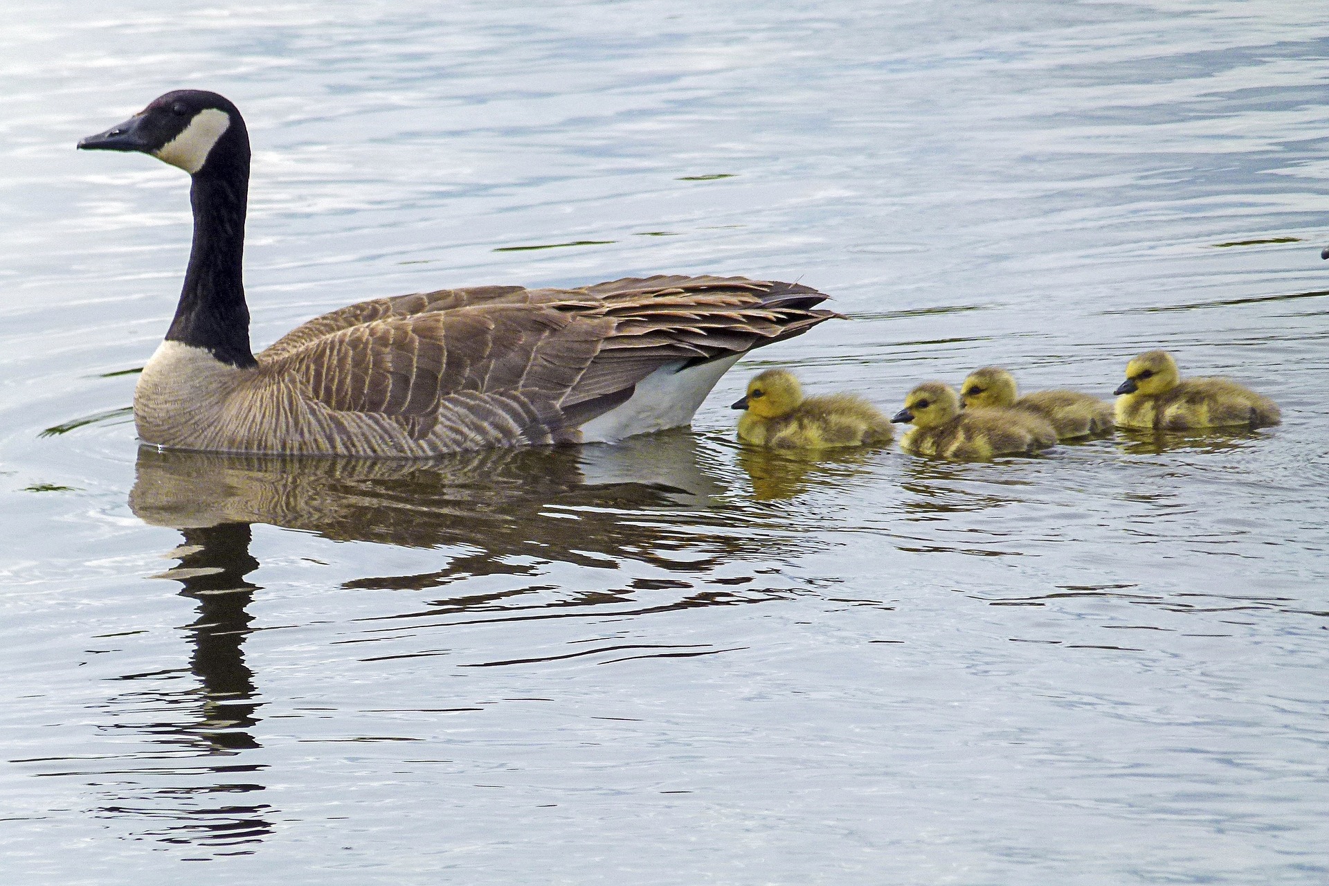 New arrivals from Canada Goose in Canada